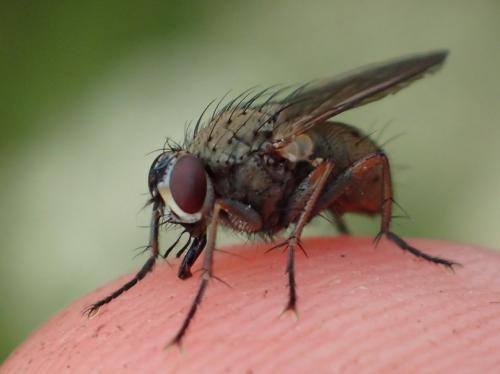 Réf. 223 138 : Coenosia tigrina